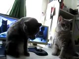 两只猫咪打太极推手