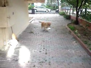 Aktör Köpek Dost Çekim