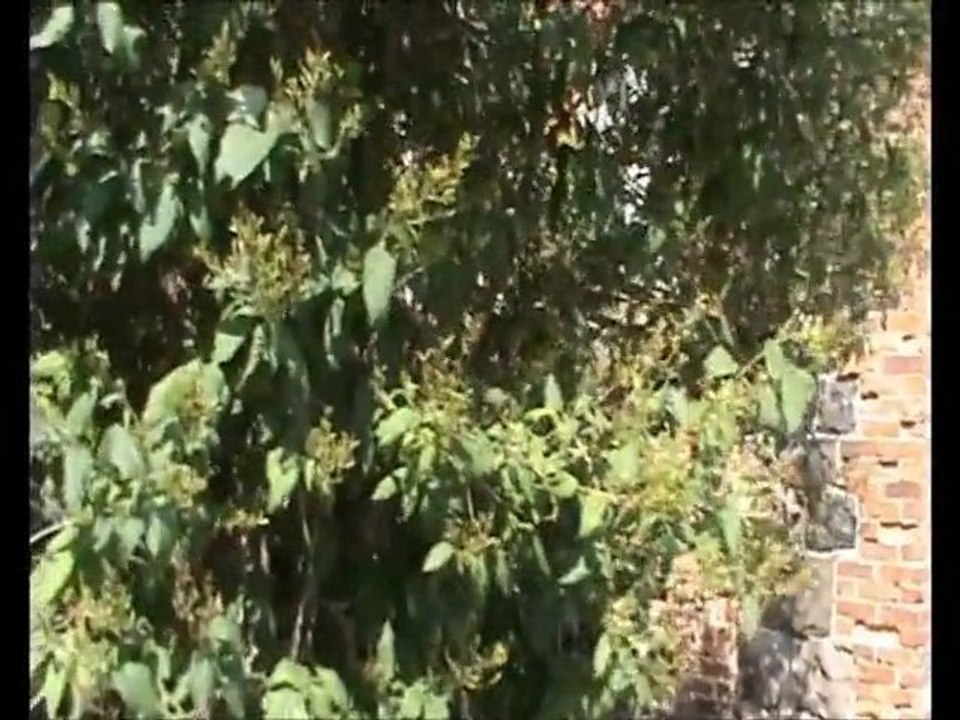 "Рябово" - усадьба семейства Всеволожских.