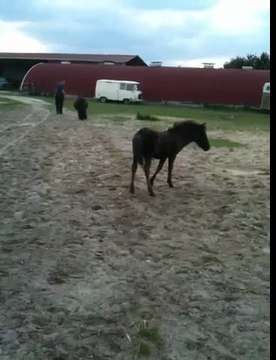Pouliche Shetland X Mérens BLUE NIGHT EN BALADE AVEC ANGEL ET THIBAUD 03 08 11