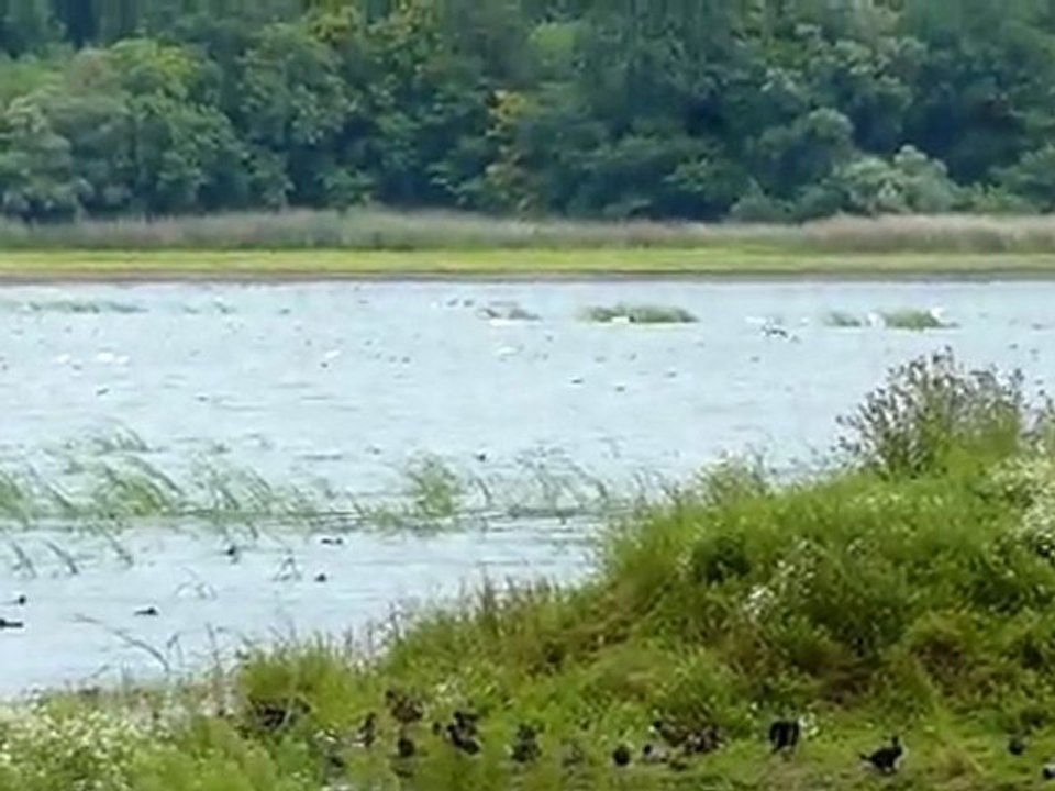 Observatoire des oiseaux au domaine de Lindre