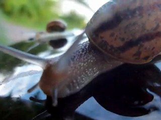 les  escargots du " clos de l'aulne " à Martigny les Bains   par Valerie Genin .B