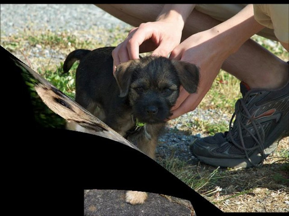 Border Terrier Pictures