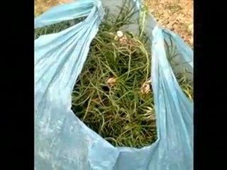 Karadibek Köyü kızılırmak ÇANKIRI