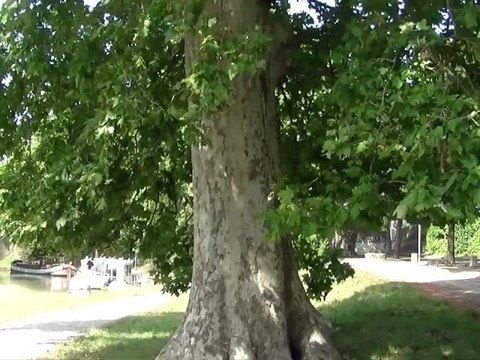 Les 42000 platanes du Canal du Midi menacés par le chancre coloré :