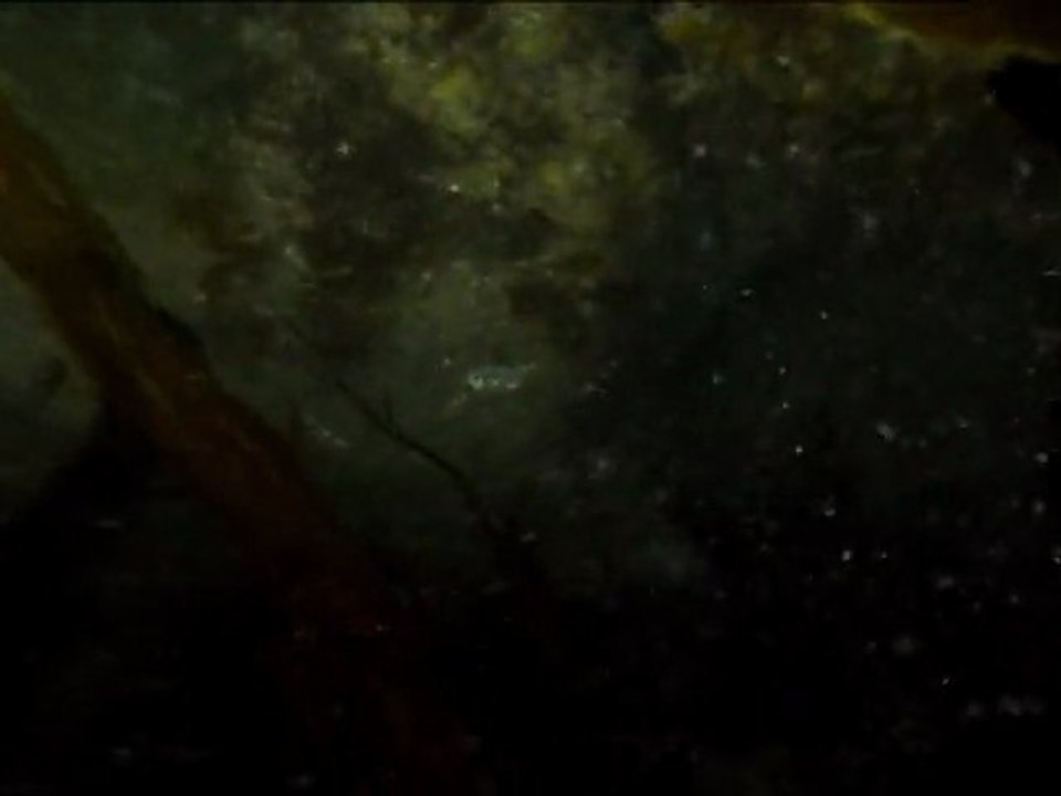 15 juillet 2011 - Pêche en apnée dans le Cotentin - Bar à trou