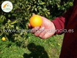 Naranjas de Valencia. Naranjas a domicilio