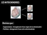 Cours les mitochondries - biologie cellulaire et moléculaire