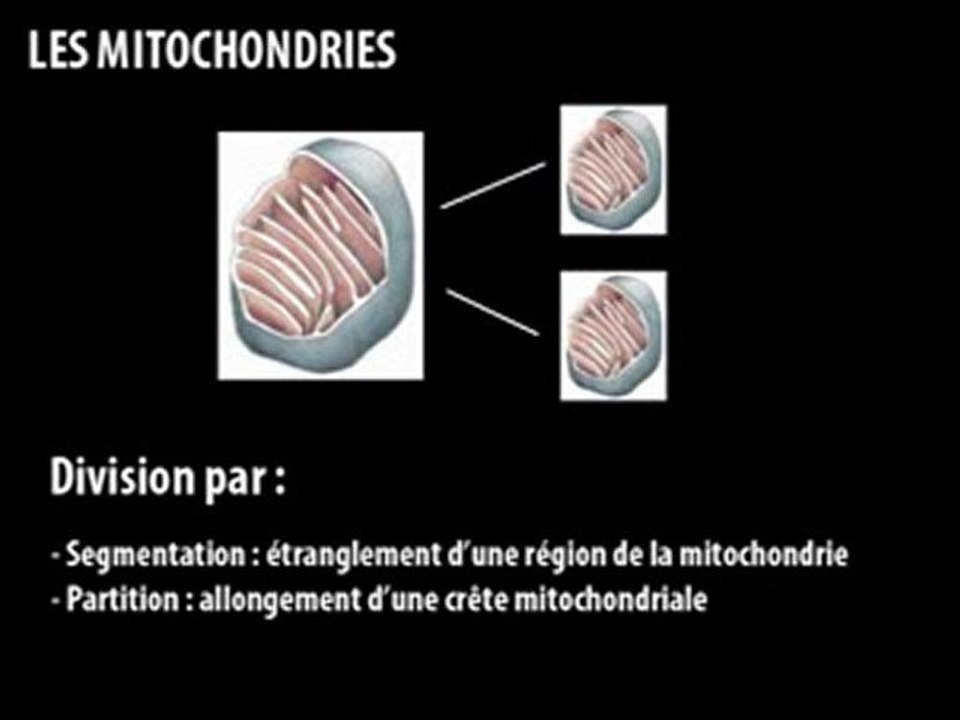 Cours les mitochondries - biologie cellulaire et moléculaire