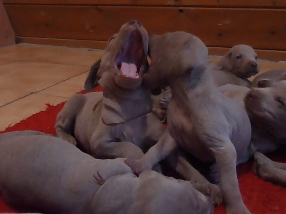 jeux braque de weimar chiots djazzy 2011