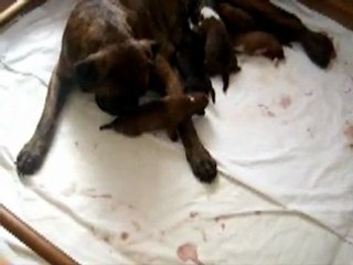 C'est vraiment mal fléché !!  (CHEYENNE de SAINT QUINIS X UCELLO du DOLON / Portée des "G" 2011)