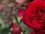 How to control pest and diseases on rose plants