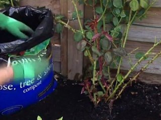 How to feed and water rose plants