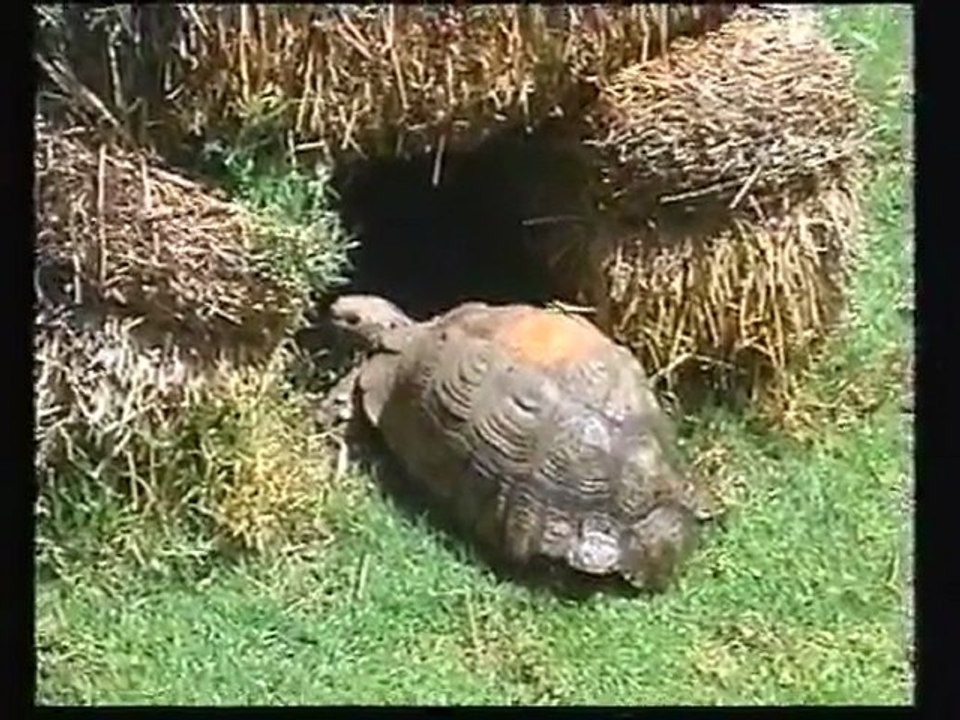 1999D05-Afrique-Sud