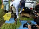 Fukushima officials sacked, rice tested for radiation