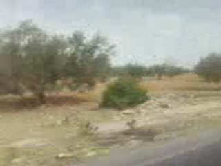 zorda sidi alwan mahdia tunisie (2)