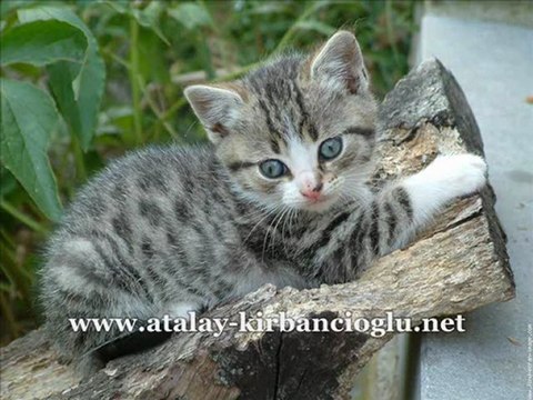 Atalay Kirbancioglu Kırbancıoğlu (Elveda Bulgarca Versiyon)