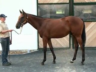 Lot 287 par E DUBAI et HISTOIRE SAINTE - Haras d' Haspel