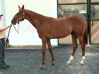 Lot 471 par STREET BOSS et BANKSIA - Haras d'Haspel