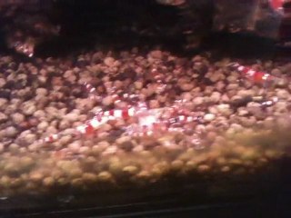 Deux Aquariums De Red Crystal