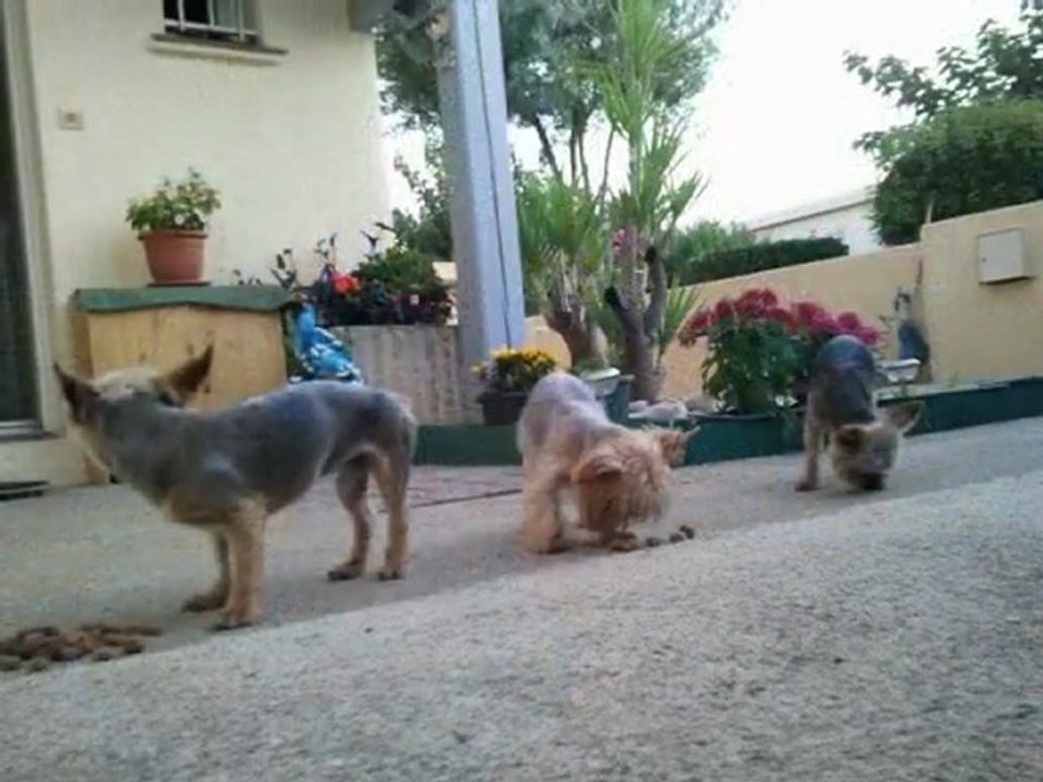 Mon joli jardin été 2011