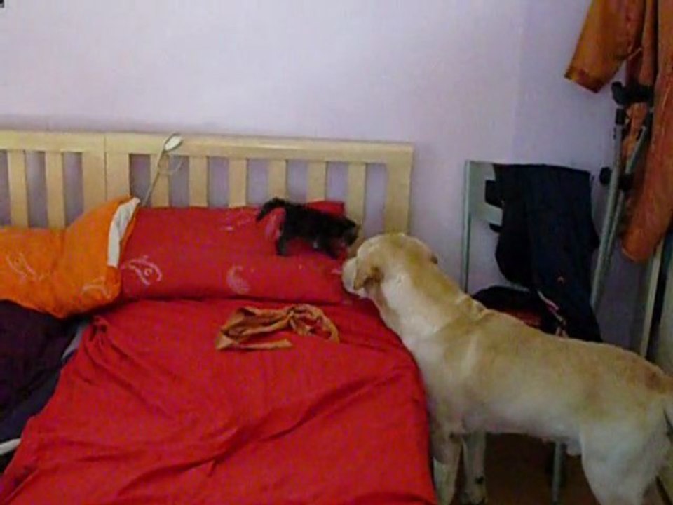dog & cat sweetly together