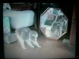 vidéo marante de chat qui font des bétises