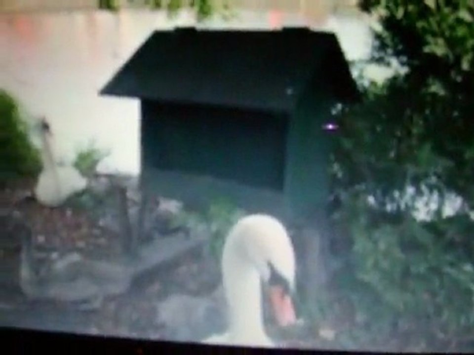 Un cygne mangeur de caméra