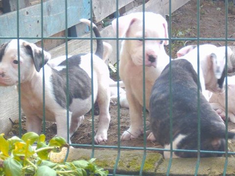 SansTitre_0001 CHIOTS EN LIBERTE