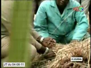 Nkayi : la campagne sucrière bat son plein