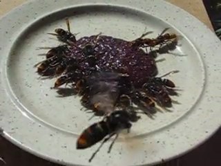 Appât régulateur du frelon asiatique