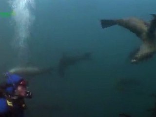 Maria Island Marine Reserve - Iiie des Phoqus