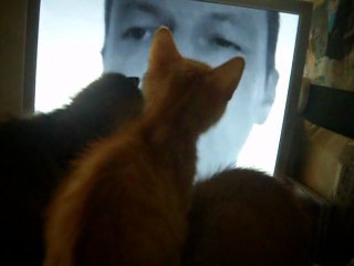 La Littérature qui attire les chats....