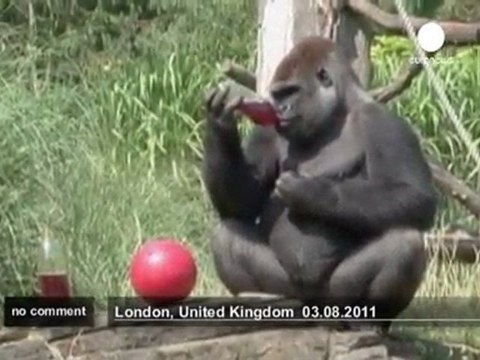 London Zoo residents take a break from the heat - no comment