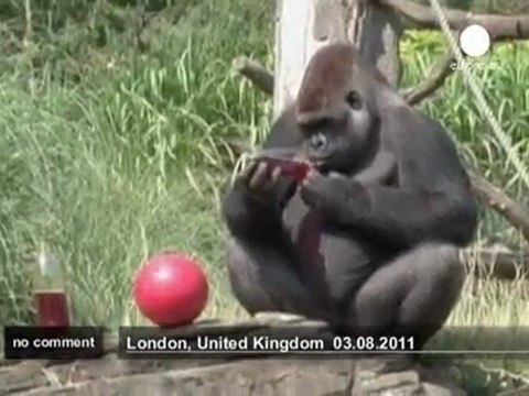 Comment combattre la chaleur au zoo de Londres - no comment