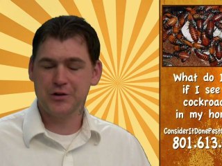 Pest Control Layton - What Do I Do if I See a Cockroach