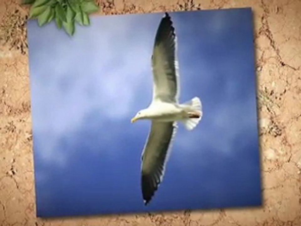 Renewable Solar Power - Energy For Your Home