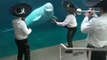 Mariachi Connecticut Serenades a Beluga Whale