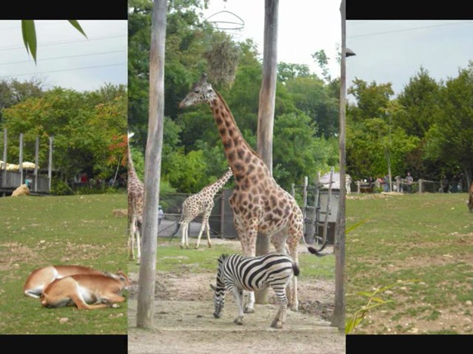 Visite du zoo d'Amnéville