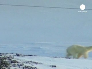 Norvegia: orso bianco uccide una persona e ne ferisce...