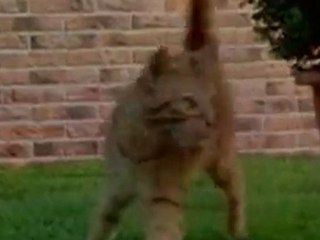 Cat vs. dog: 1-0, stupid dog fail