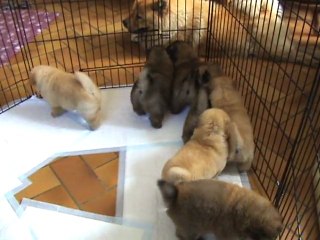 chiots aout 005