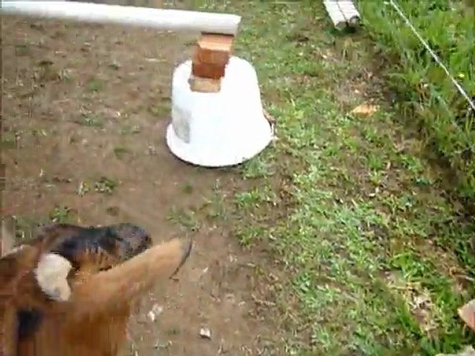 ninette la chevre imitation chien et poney lol