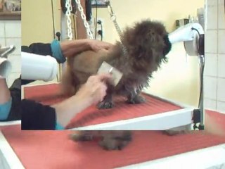 SALON TOILETTAGE REGARD CANIN VINY