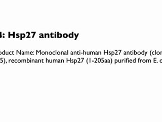 The rest of our Heat Shock Proteins.
