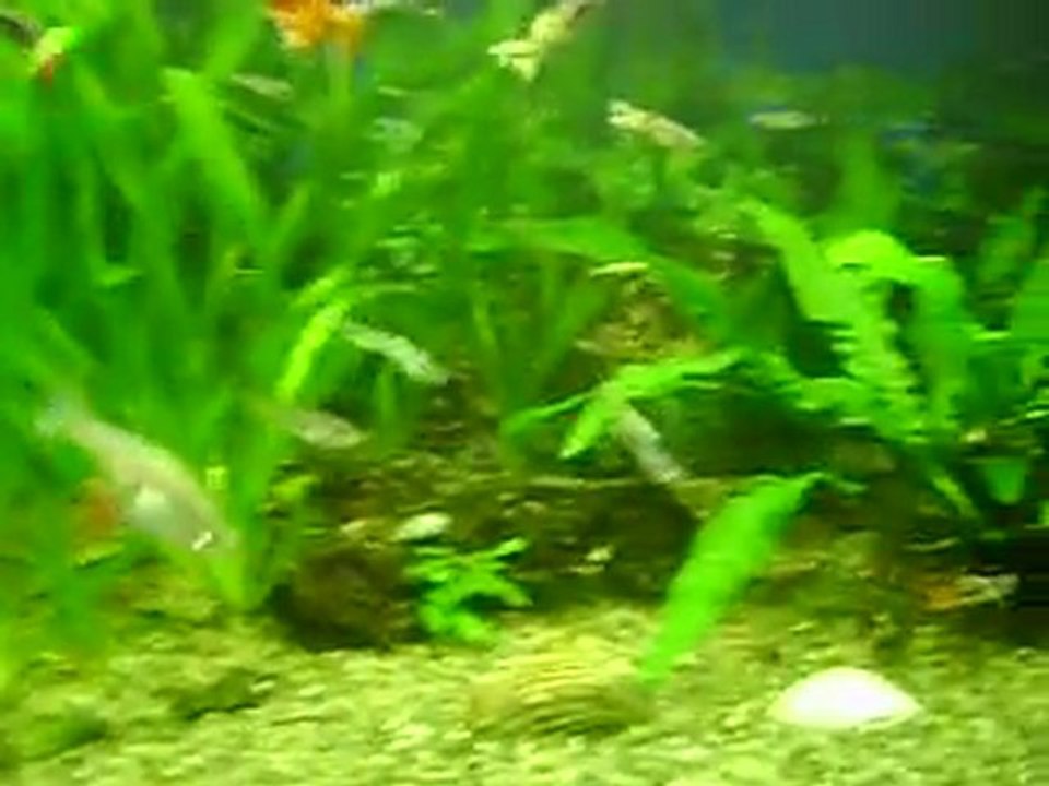 2011-08-09-MOV00254-DJA