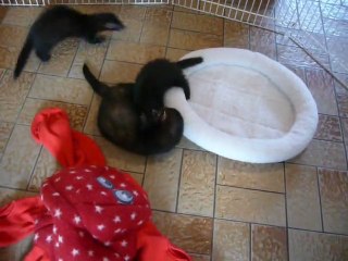 Kenjy Inaya et Kaïna