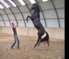 training 3 stallions