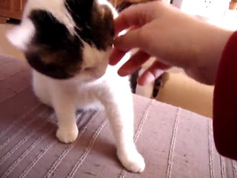 Kitty et le yaourt à boire