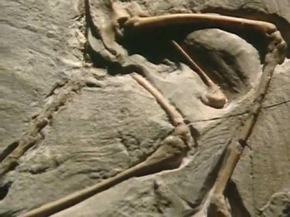 The Rare Glimpses by David Attenborough (BBC, 1989)